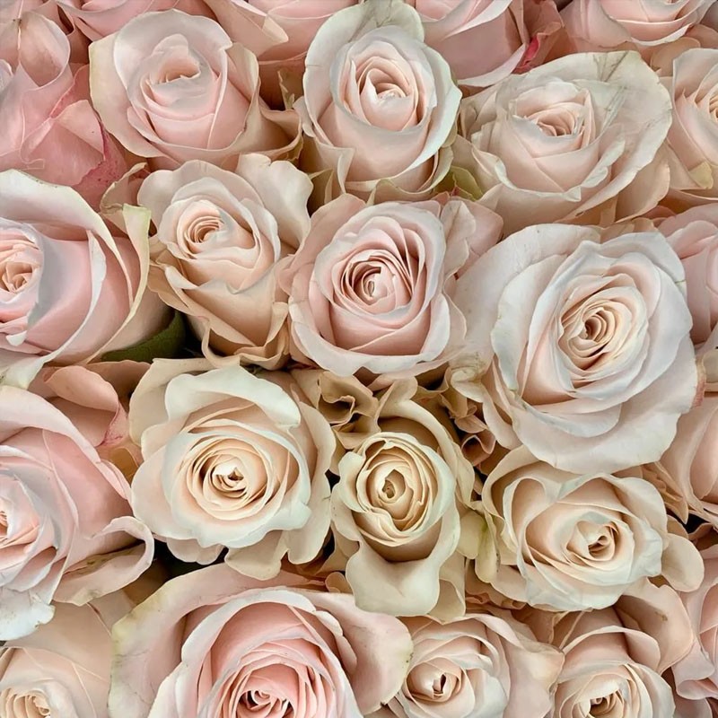 Картинка Роза Помароса