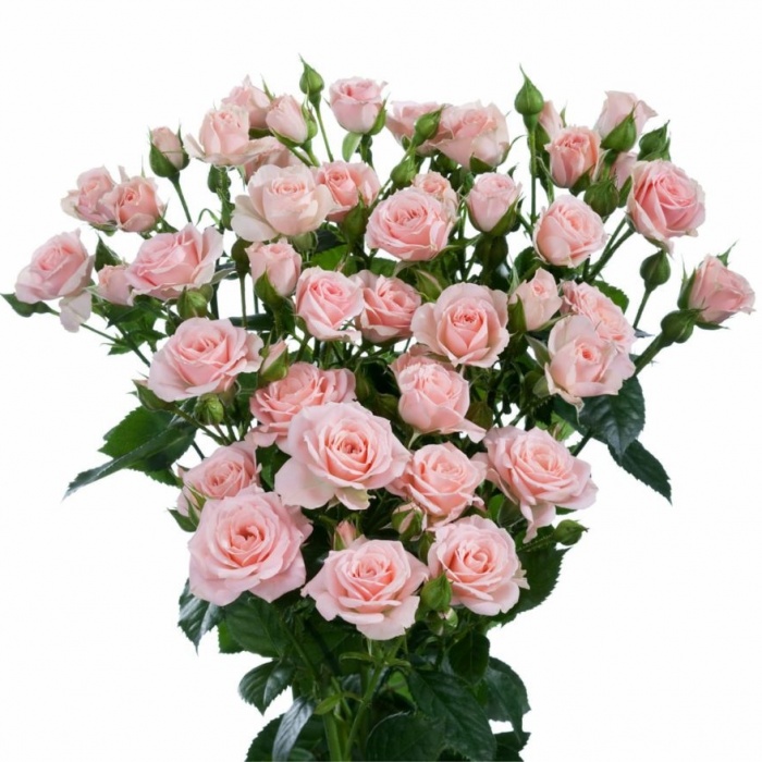 Картинка Роза кустовая Лидия Кения