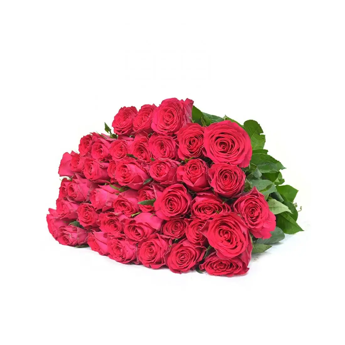 Картинка Роза Мадам Цериз