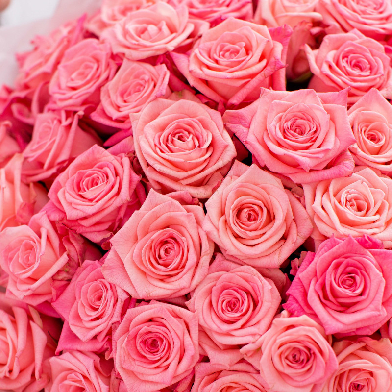 Картинка Роза Казанова