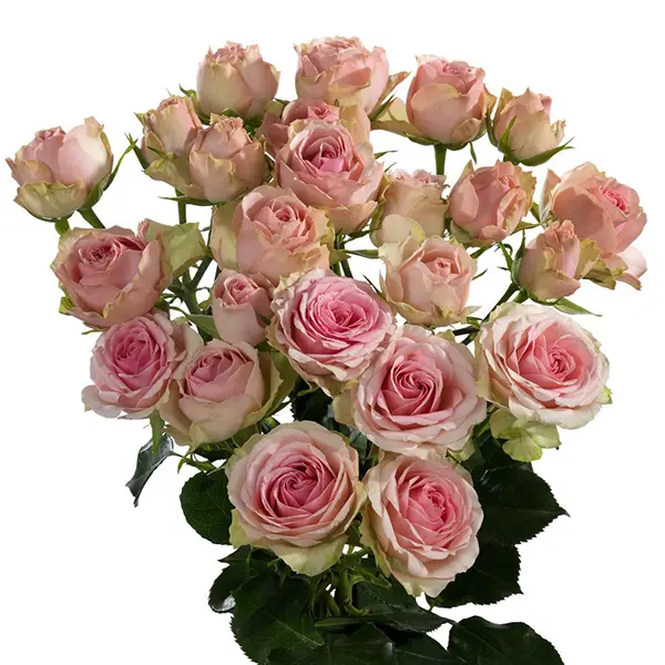 Картинка Роза кустовая Динара Кения