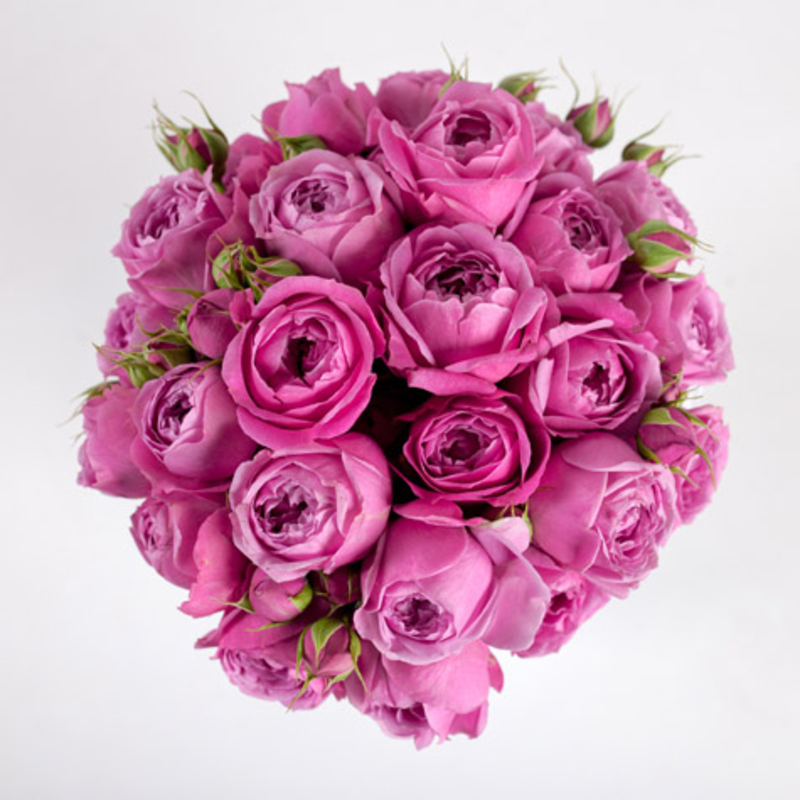 Картинка Роза кустовая Мисти Баблс Кения