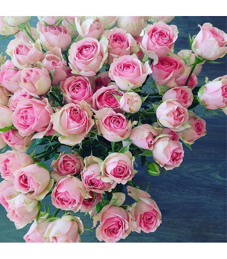 Картинка Роза кустовая Гуд Муд Кения