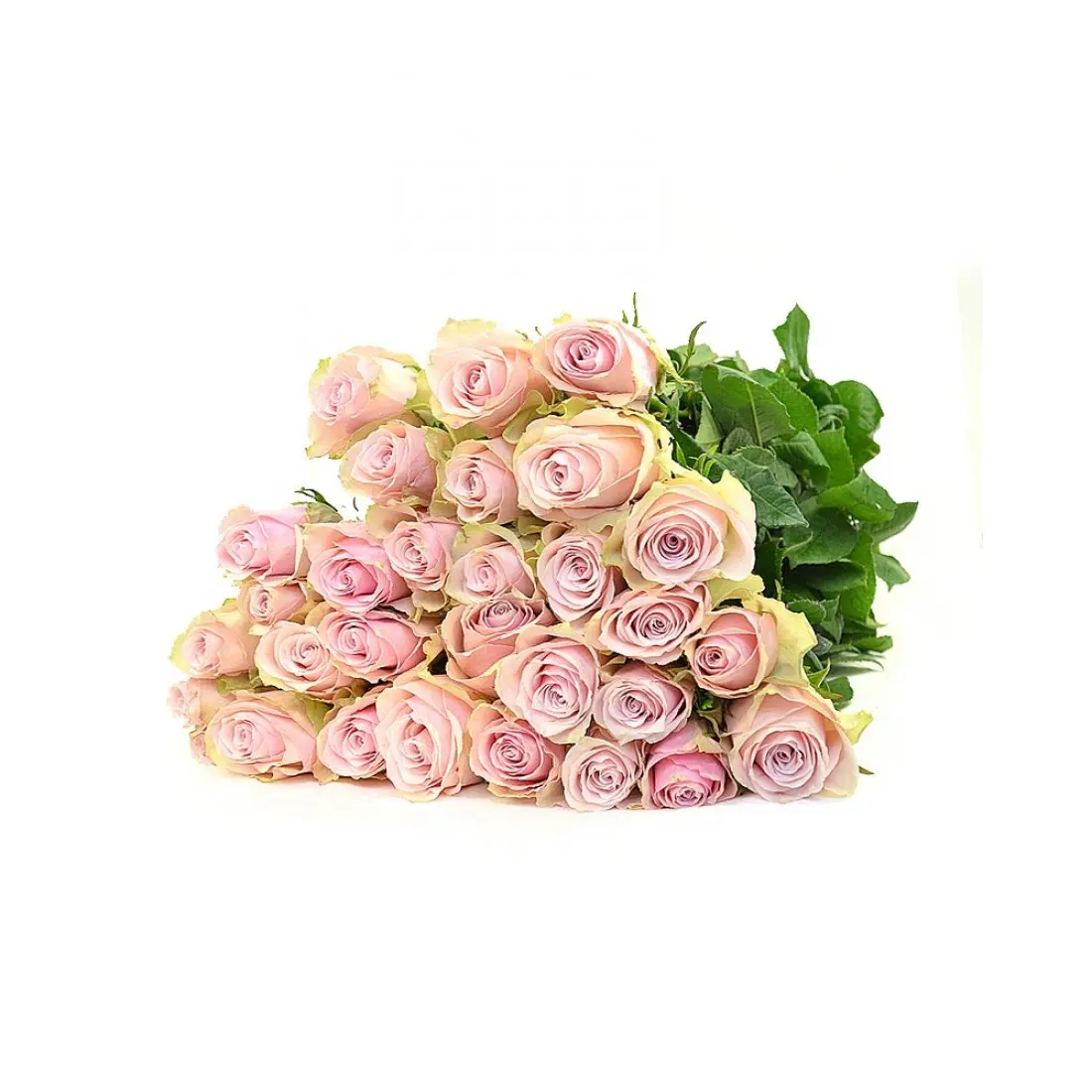 Картинка Роза Пинк Атена