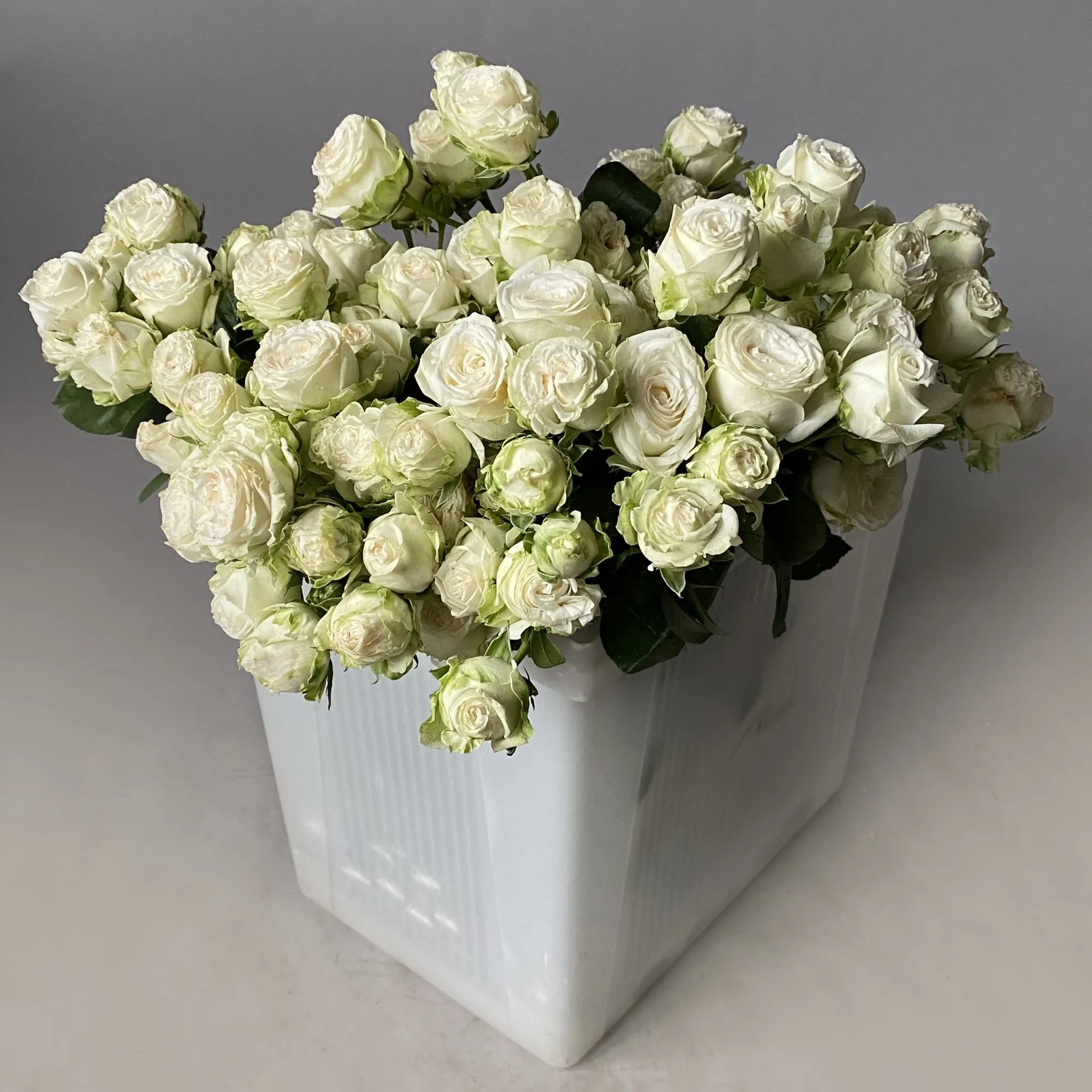 Картинка Роза кустовая Мисс Бомбастик