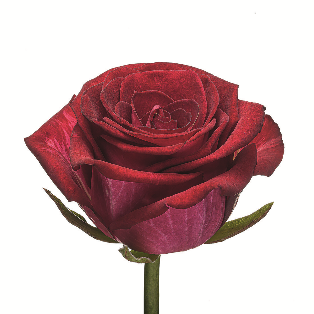 Картинка Роза Чири