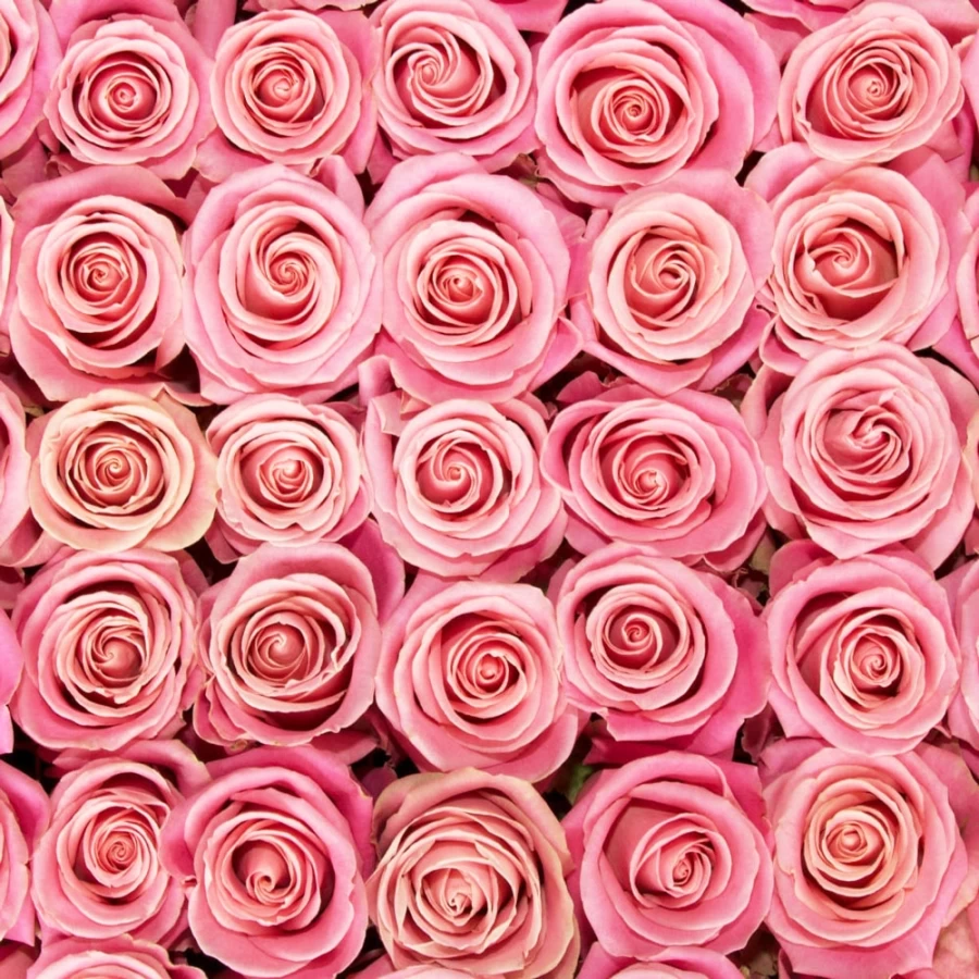 Картинка Роза Хермоса