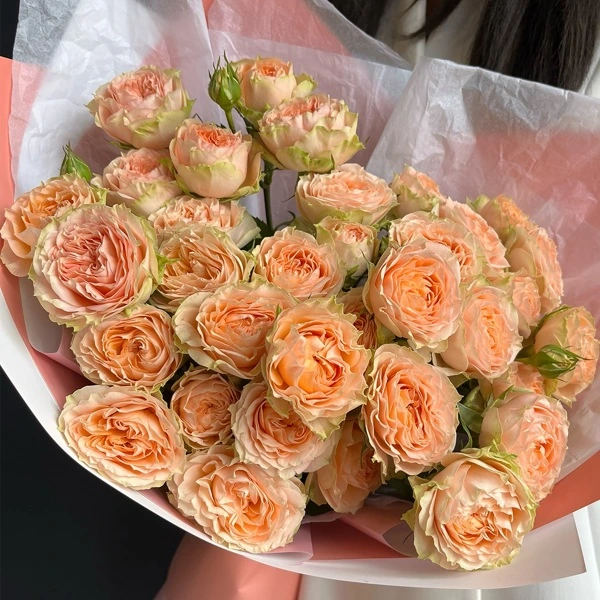 Картинка Роза кустовая Холли Кения