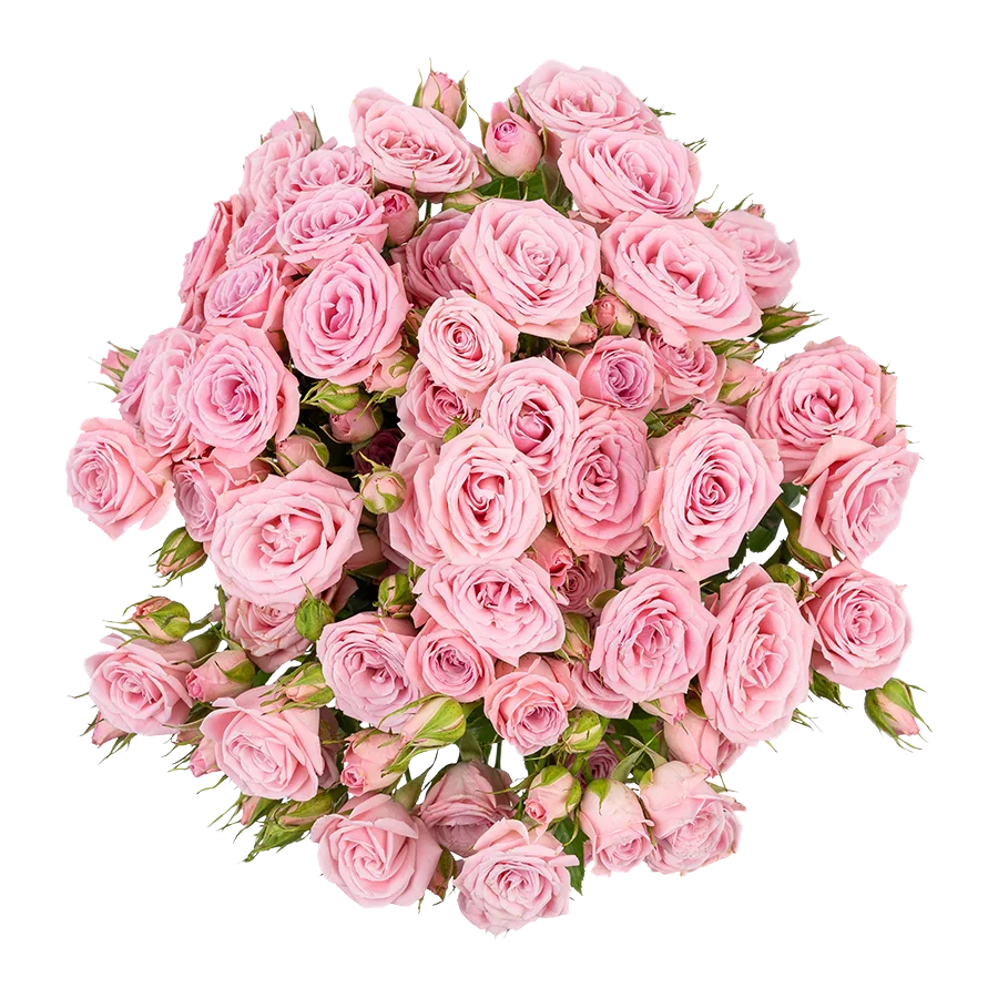 Картинка Роза кустовая Одилия