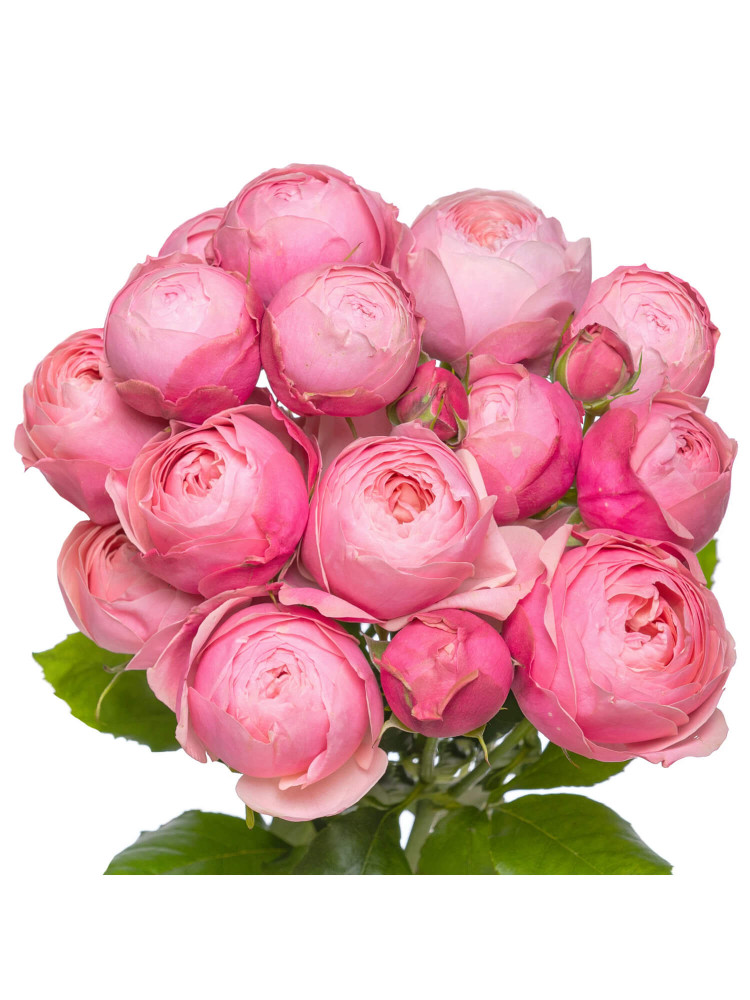 Картинка Роза кустовая Сильва Пинк Кения