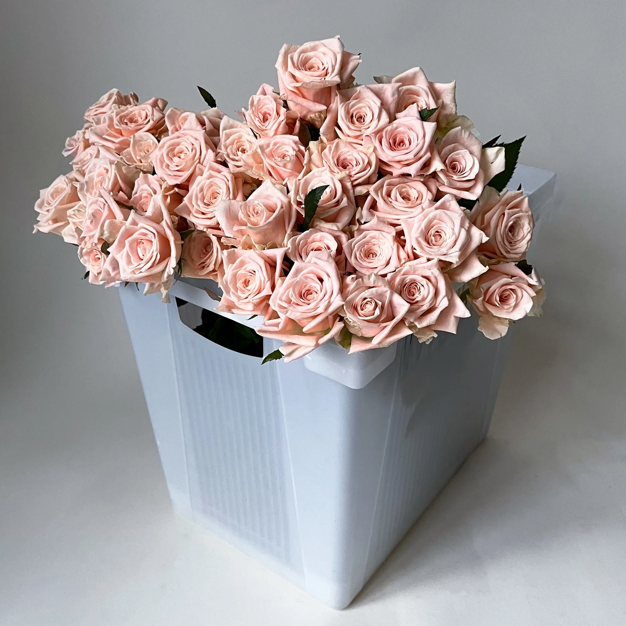 Картинка Роза Кимберли