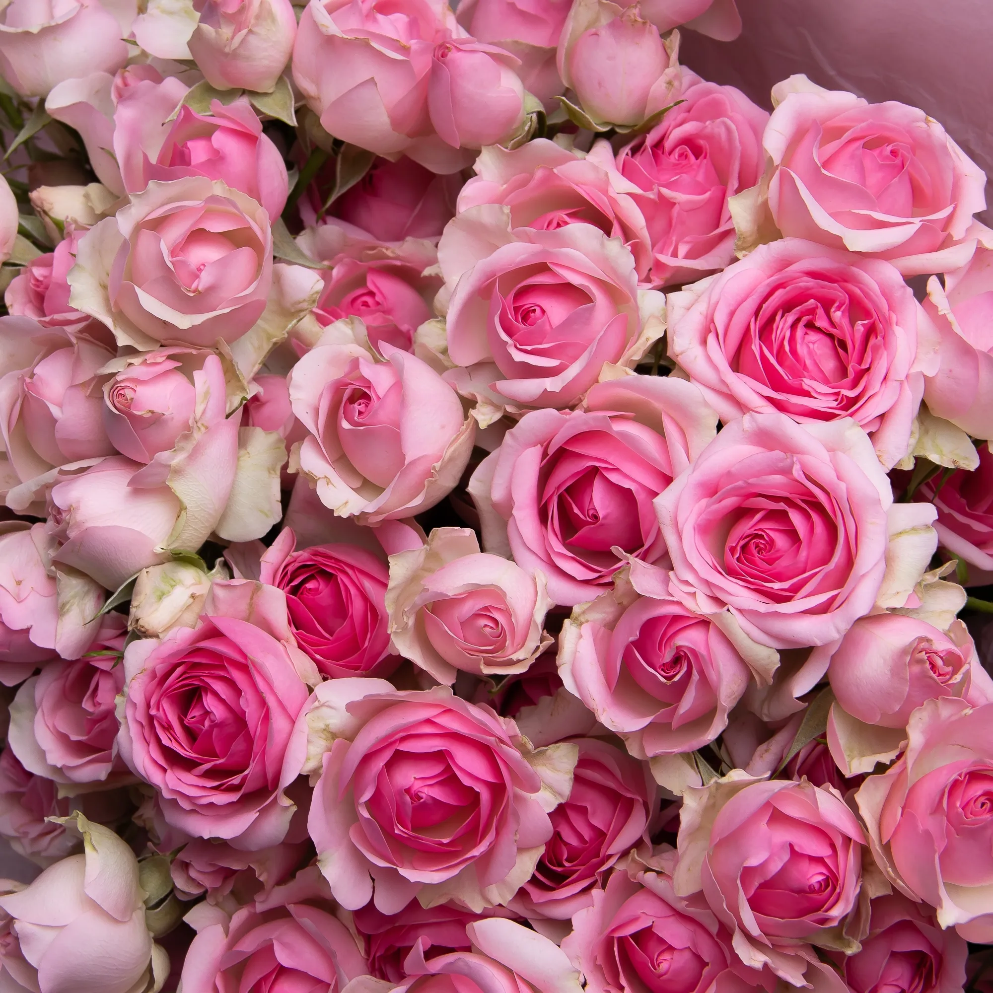 Картинка Роза кустовая Динара Кения