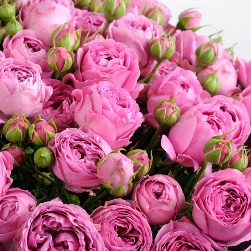 Картинка Роза кустовая Мисти Баблс