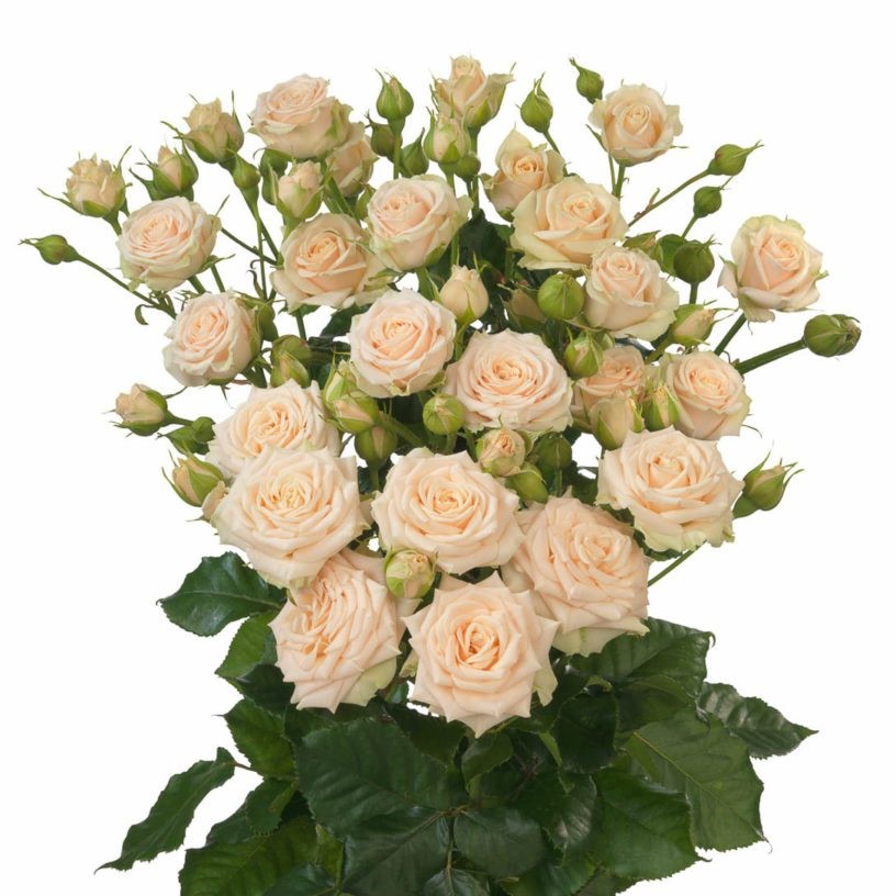 Картинка Роза кустовая Таня Кения