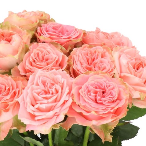 Картинка Роза Кантри Спирит Корал Герл