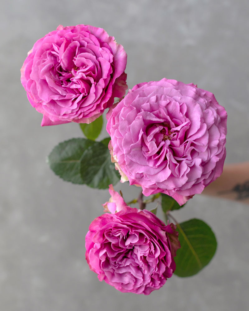 Картинка Роза Квинс Краун