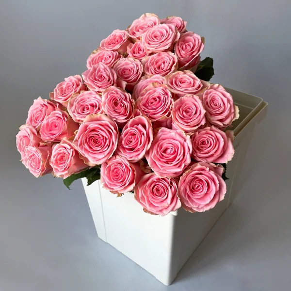 Картинка Роза Софи Лорен