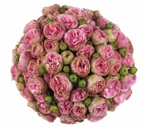 Картинка Роза кустовая Пинк Лейс Кения