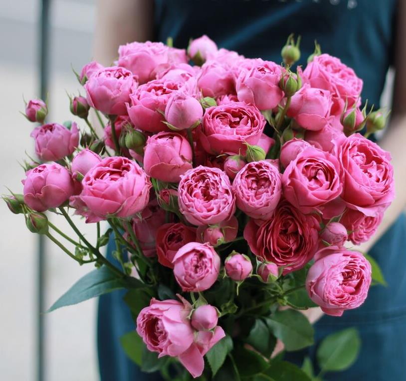 Картинка Роза кустовая Мисти Баблс