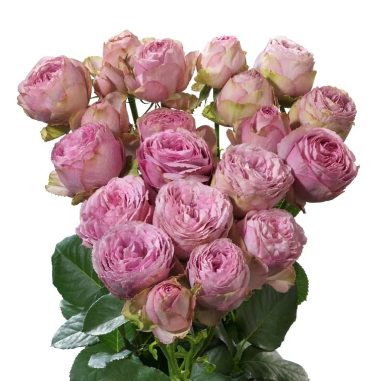 Картинка Роза кустовая Пинк Лейс Кения