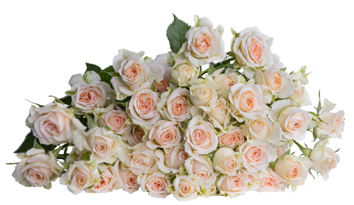 Картинка Роза кустовая Розанелла Кения