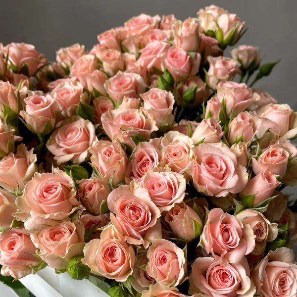 Картинка Роза кустовая Лидия