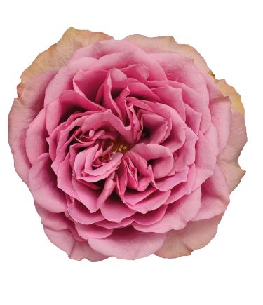 Картинка Роза Монмарт