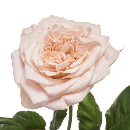 Картинка Роза Вестминстер Эбби