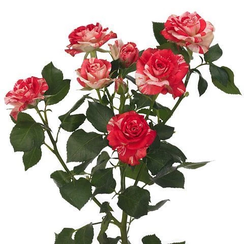 Картинка Роза кустовая Файер Воркс Кения