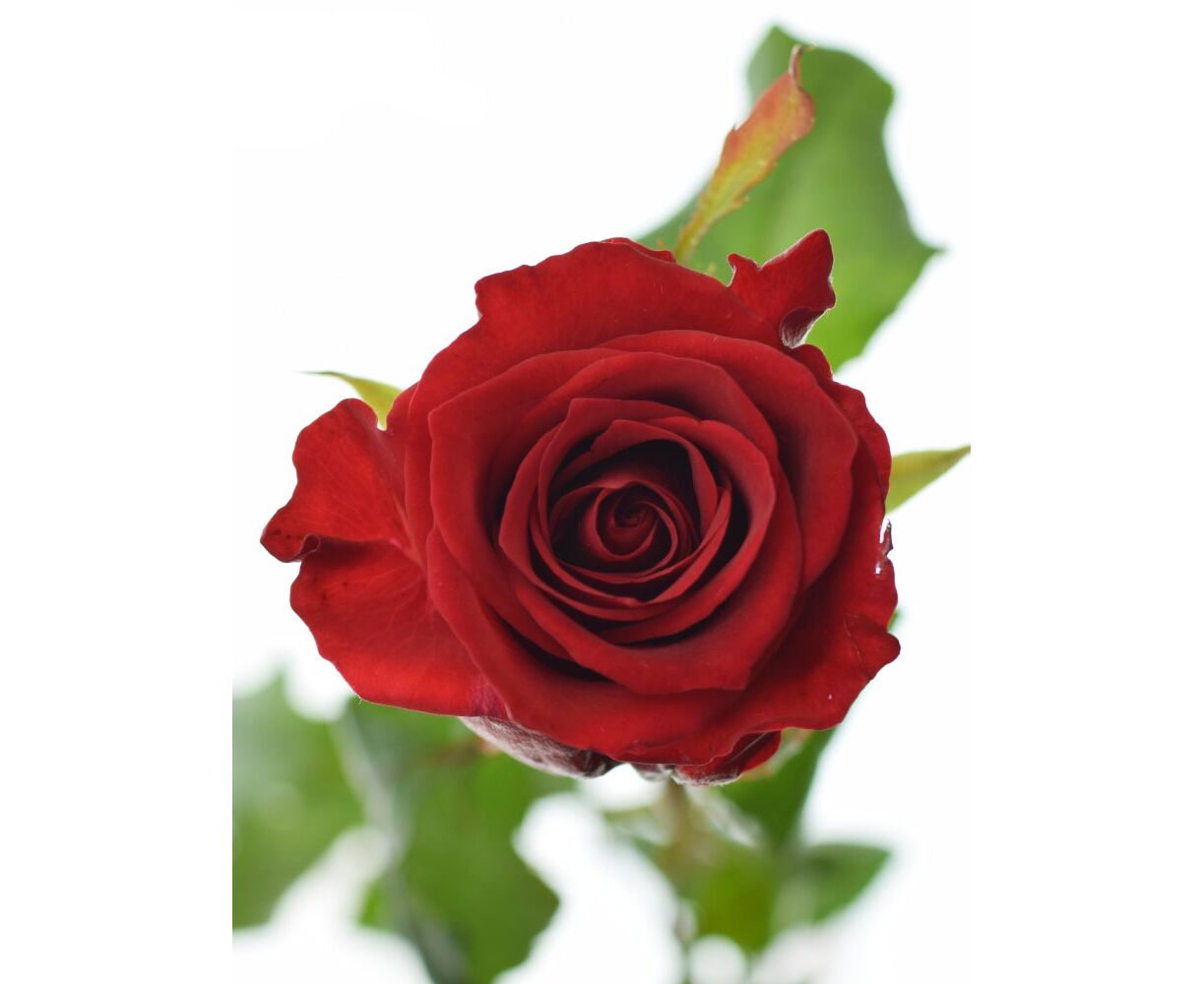 Картинка Роза Ред Игл