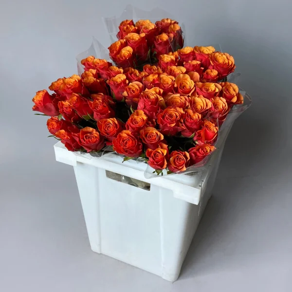 Картинка Роза Эспана