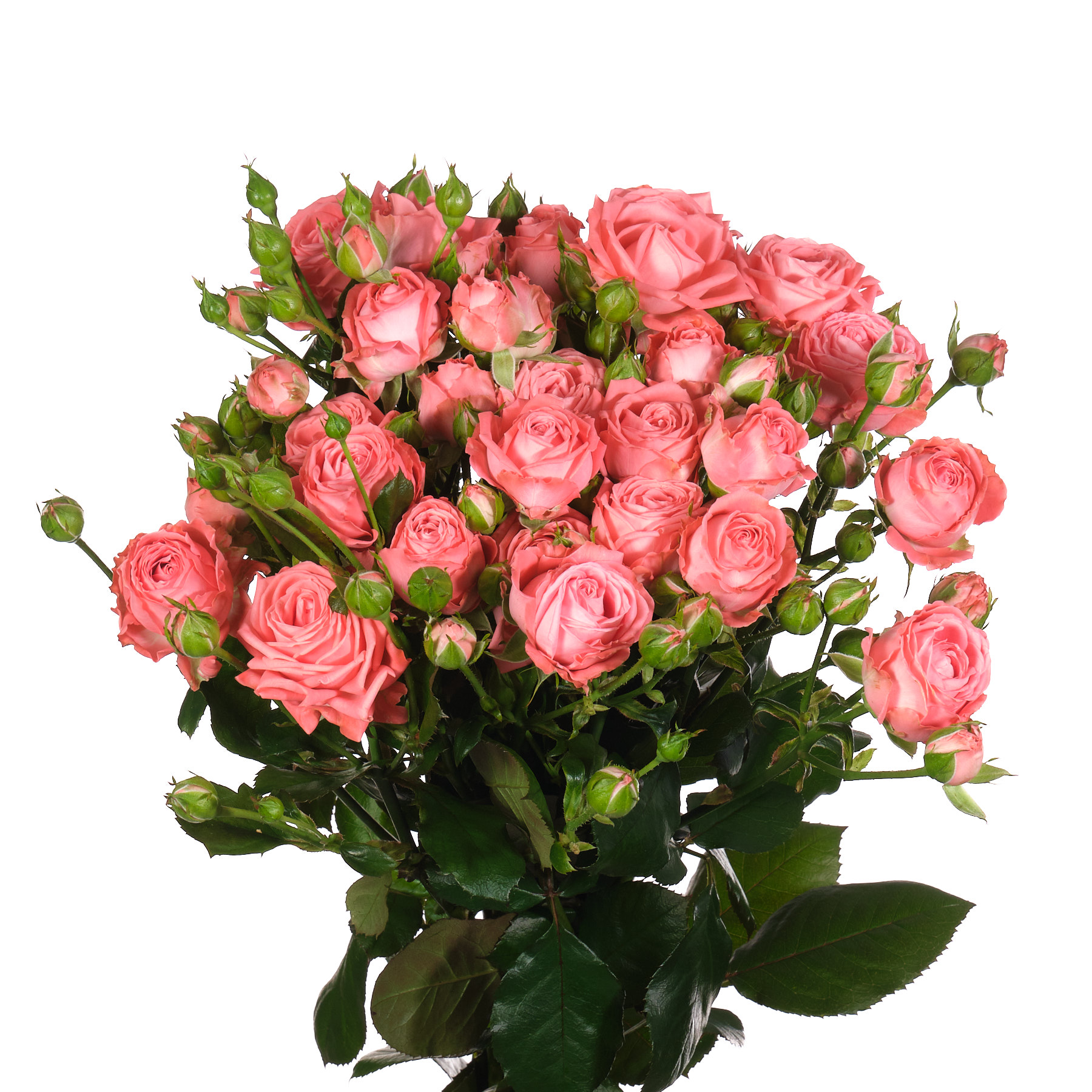 Картинка Роза кустовая Барбадос Кения