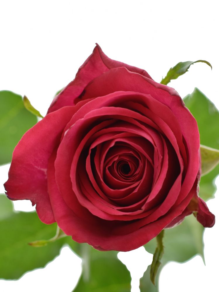 Картинка Роза Мадам Цериз