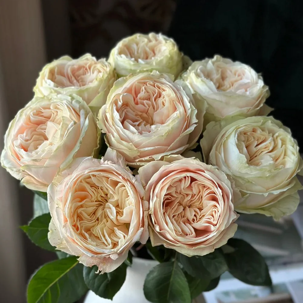 Картинка Роза Викториан Веддинг