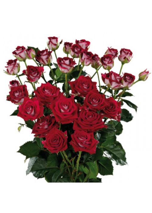 Картинка Роза кустовая Би Баблс