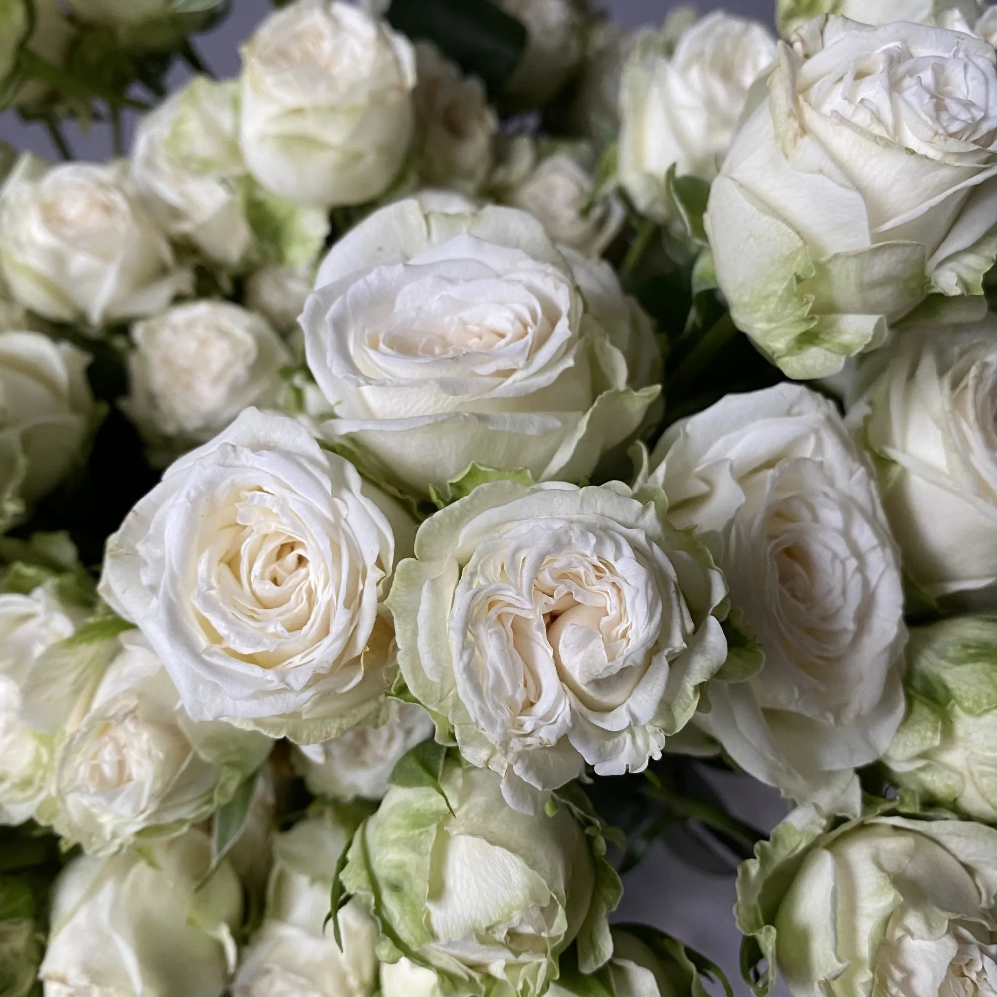 Картинка Роза кустовая Мисс Бомбастик Кения