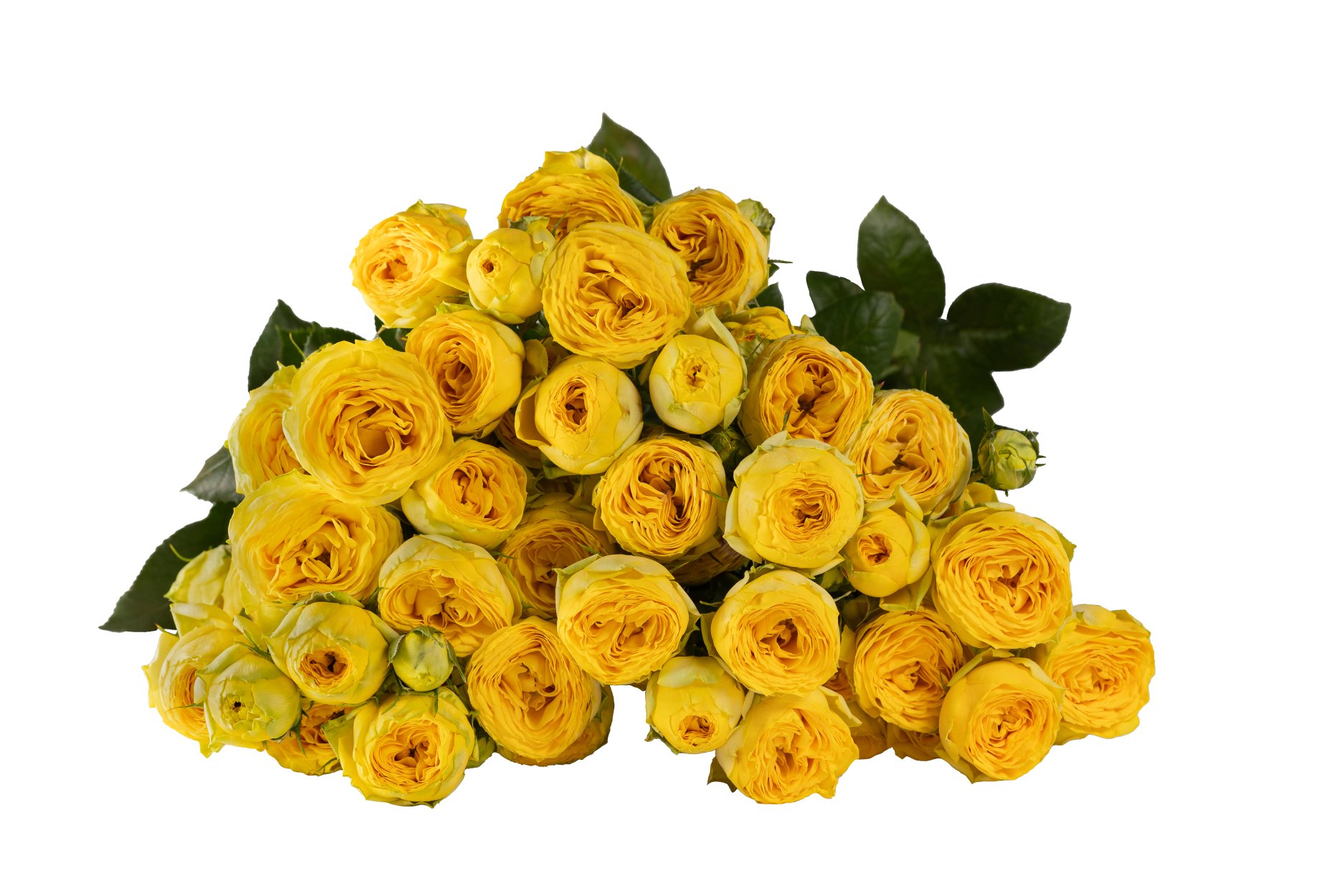 Картинка Роза кустовая Голден Трендсеттер Кения