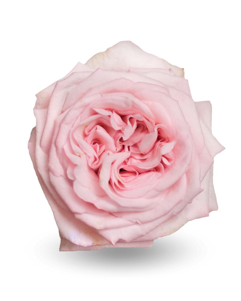 Картинка Роза Пинк Охара