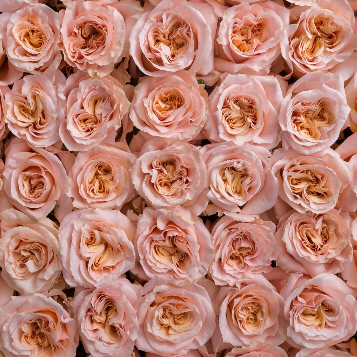 Картинка Роза Шиммер