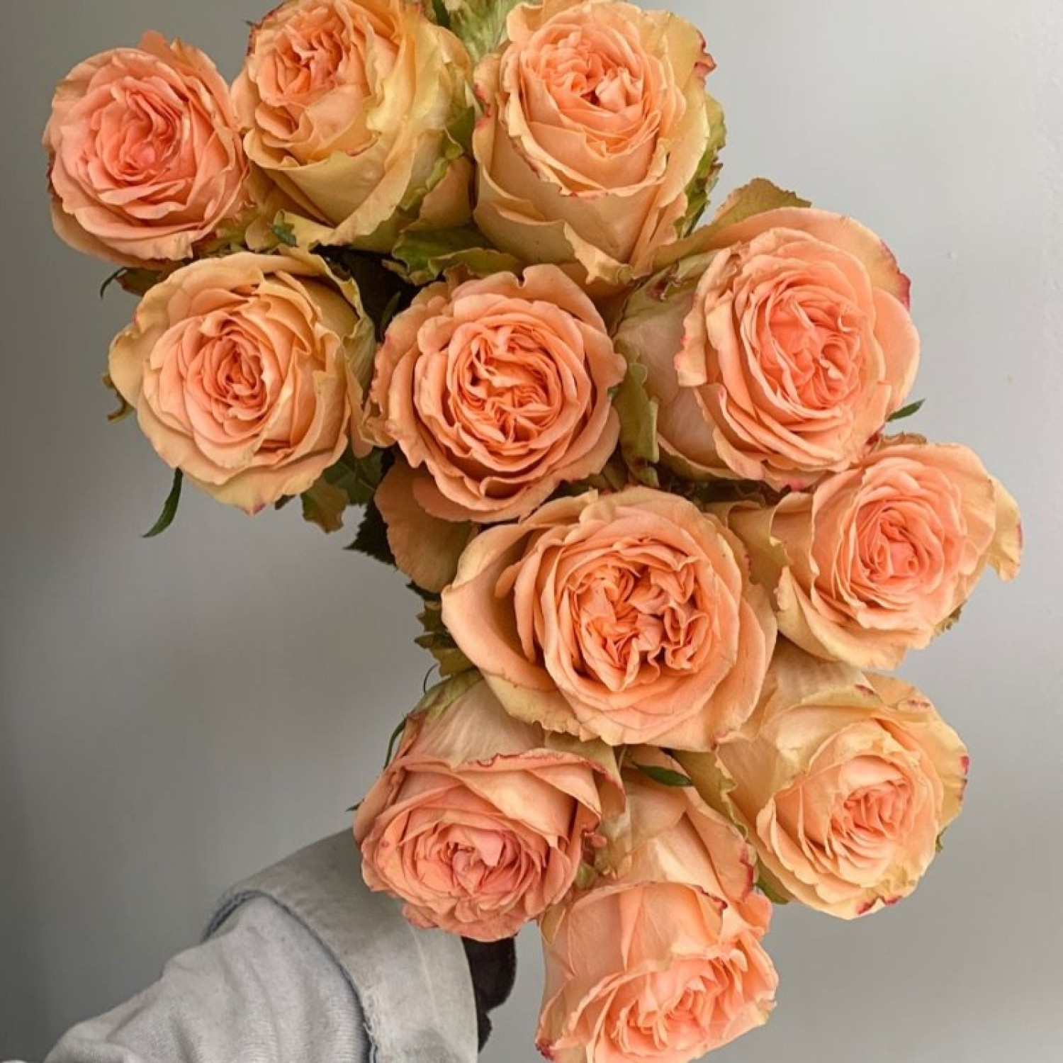 Картинка Роза Кантри Хоум