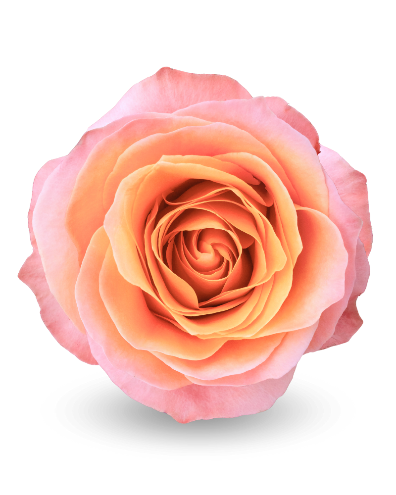 Картинка Роза Корал Риф