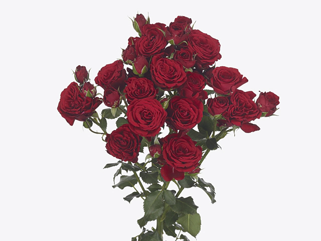 Картинка Роза кустовая Вельвет Блоссом Кения