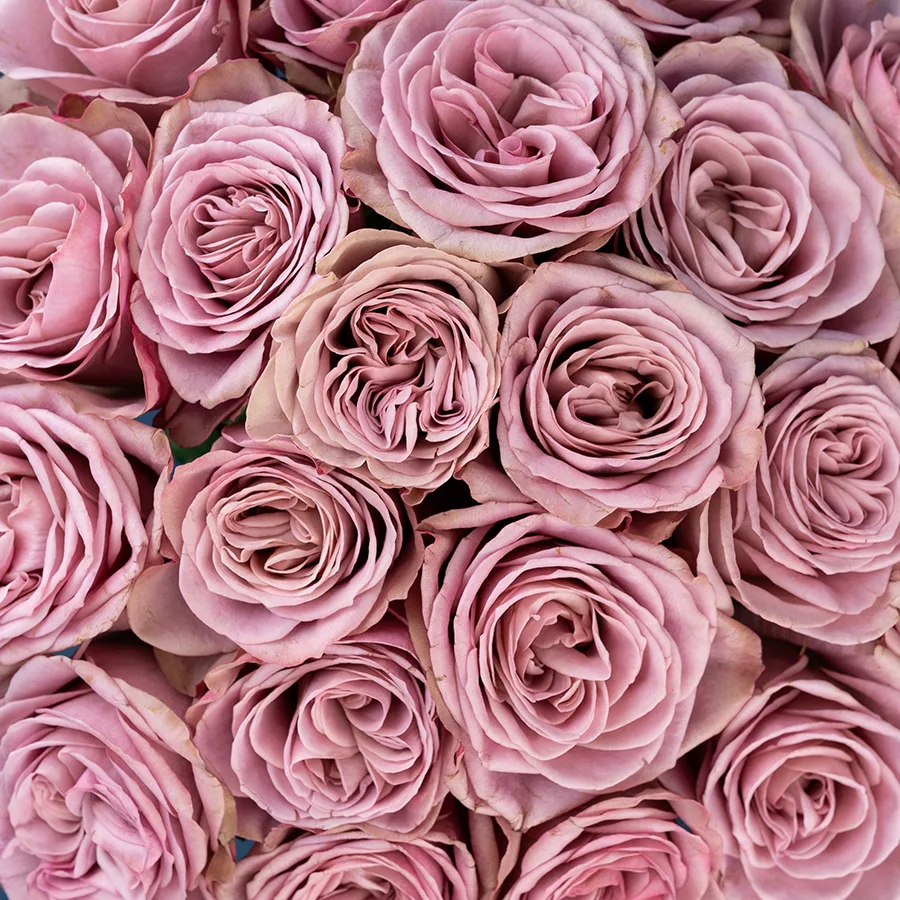 Картинка Роза Монмарт