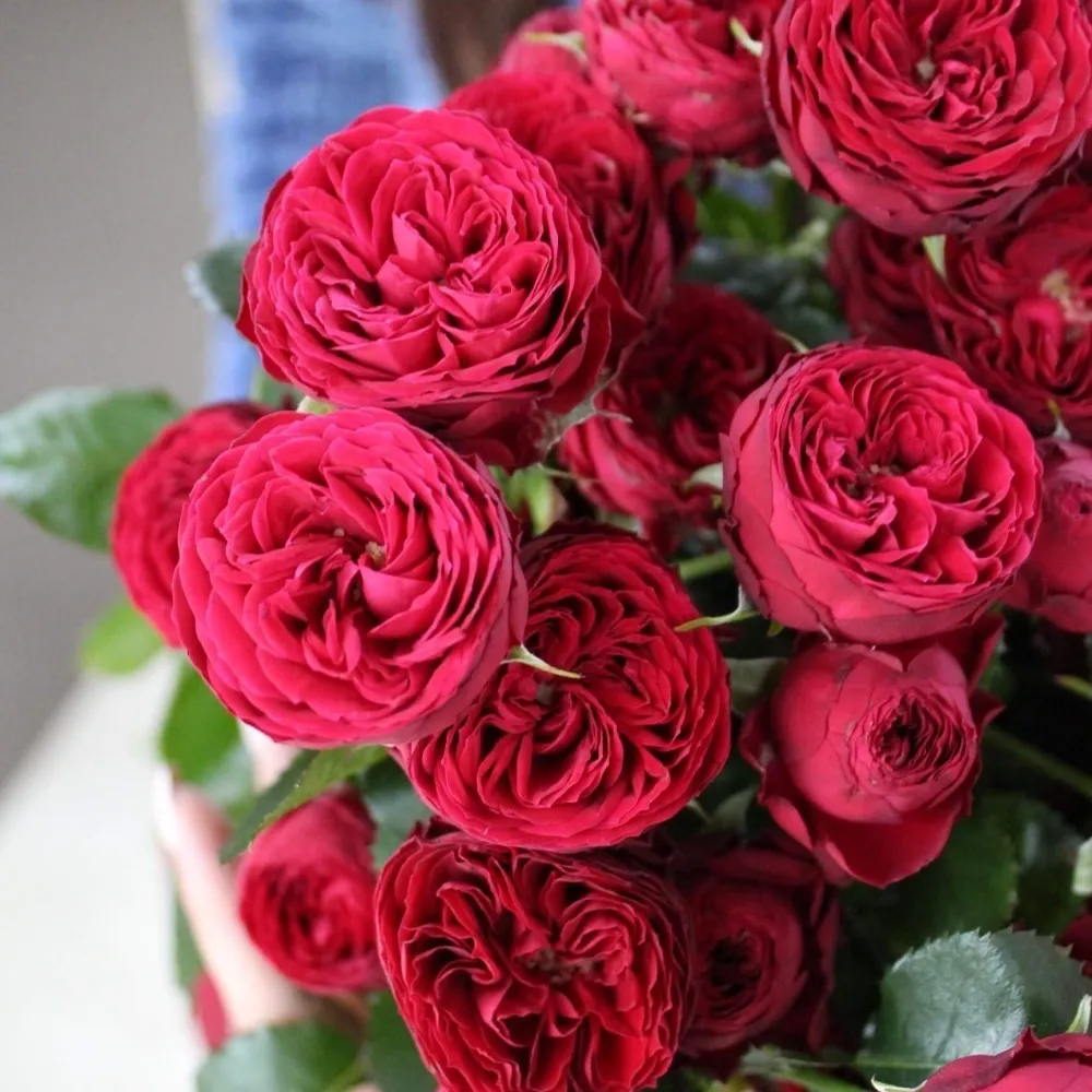 Картинка Роза кустовая Марун Кения