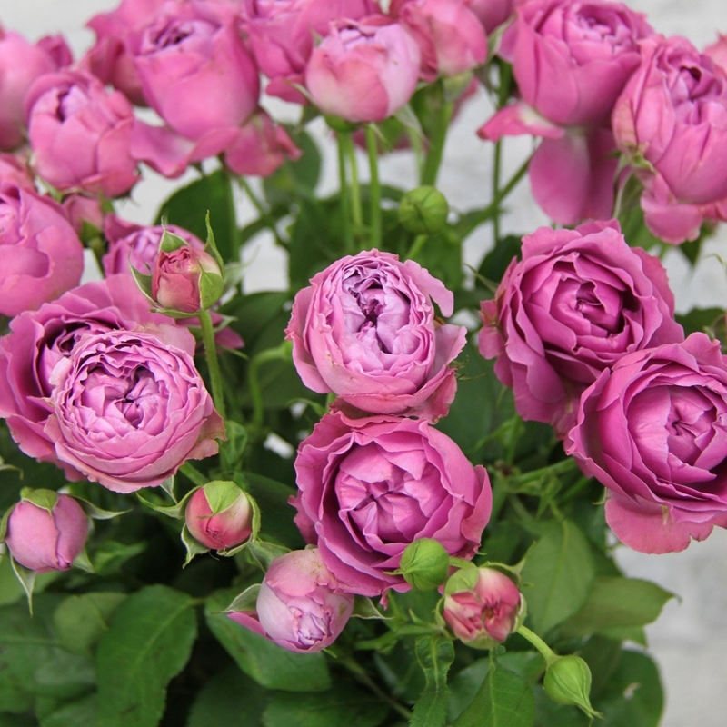 Картинка Роза кустовая Мисти Баблс Кения