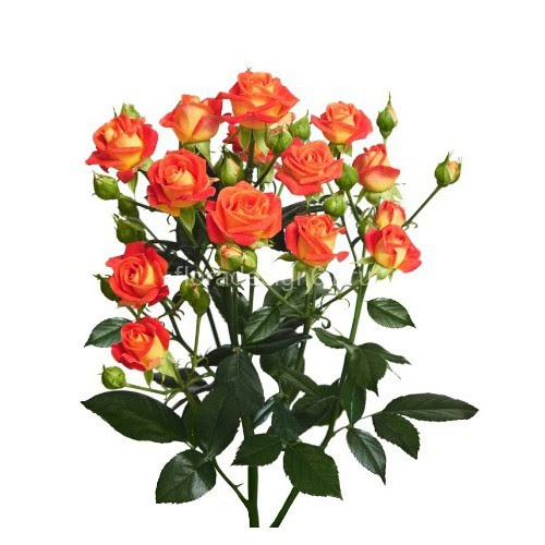 Картинка Роза кустовая Фиеста Баблс