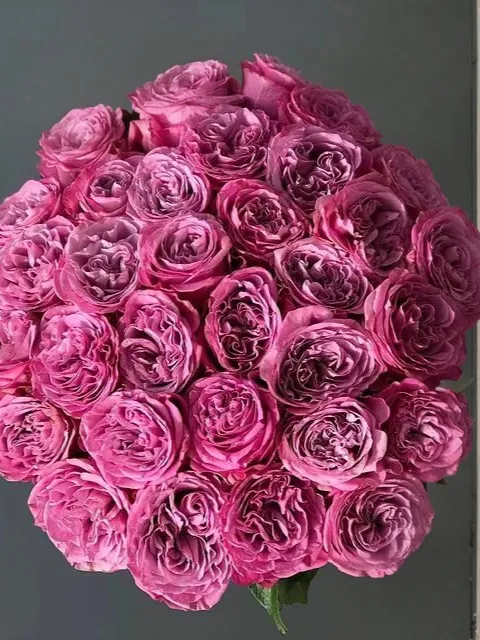 Картинка Роза Квинс Краун