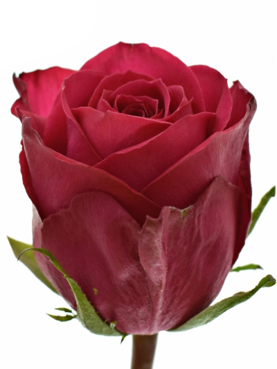 Картинка Роза Мадам Цериз