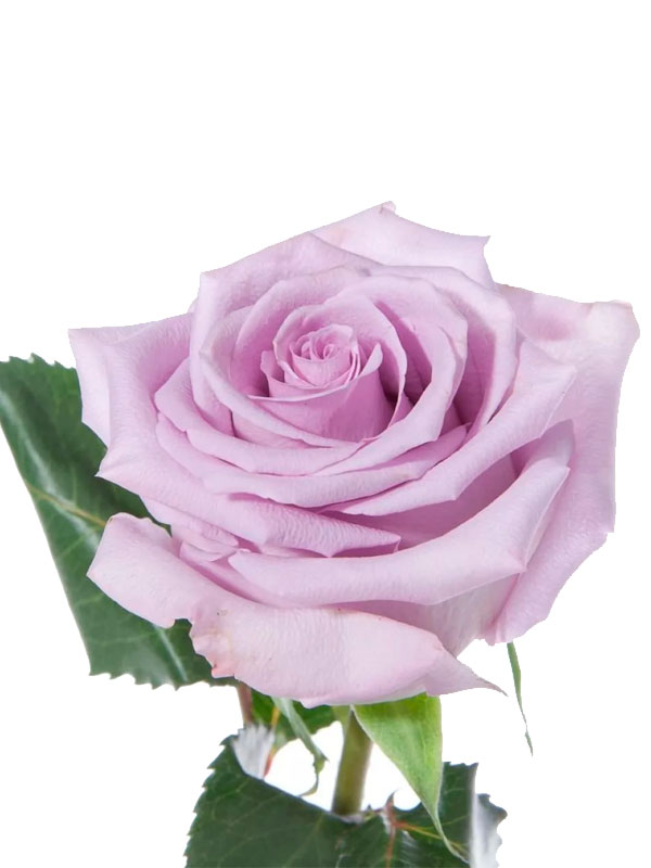 Картинка Роза Океан Сонг