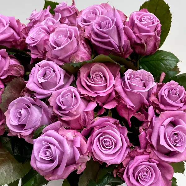 Картинка Роза Маритим